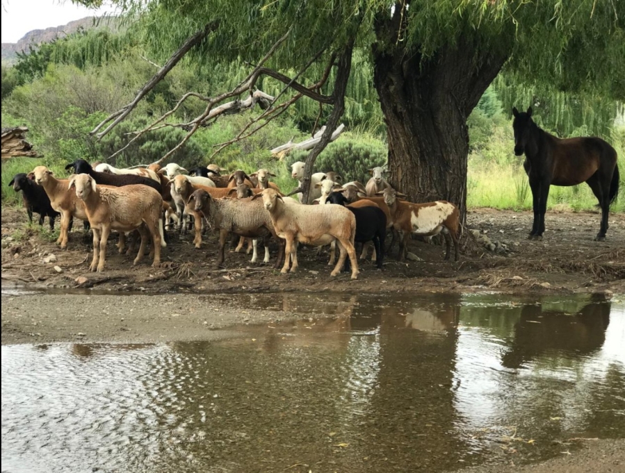 0 Bedroom Property for Sale in Middelburg Rural Eastern Cape